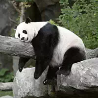 pandas_slide Խաղեր